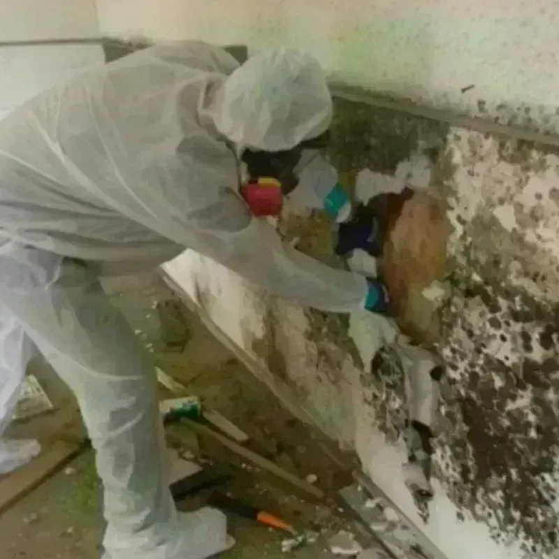 Mold Remediation and Removal in Clawson, MI